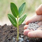 بنتونیت گوگرد (کود) بالا بردن استقامت گیاه کاهش pH خاک