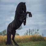 اسب خارجی وحشی؛ یال بلند قهوه ای قد بلند نژاد America