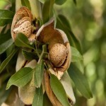 بادام درختی مرغوب؛ خشکبار طبع گرم حاوی پتاسیم تولید Iran