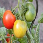 گوجه فرنگی زودرس؛ بافت سفت یکدست 2 رنگ قرمز سبز Antioxidants