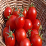گوجه فرنگی در میدان شیراز؛ ربی گیلاسی تازه خوش عطر حاوی ویتامین A