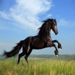 اسب عرب لهستان؛ کهربایی سیاه سفید خونگرم قدی بلند horse