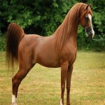اسب عرب طلایی؛ خون گرم یال دم بلند درشکه سواری Golden