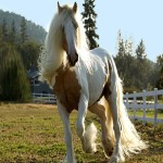 اسب خارجی پاپر؛ قدرتمند نژاد انگلیسی 3 رنگ (سفید مشکی قهوه ای)