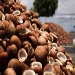 نارگیل میوه خشک؛ کیفیت عالی بافت ترد حاوی پروتئین کربوهیدرات ساخت Iran
