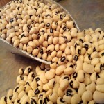 لوبیا چیتی اردبیل؛ بافت یکدست حاوی پروتئین گیاهی 5 10 کیلویی