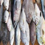 ماهی سنگسر پرورشی؛ سلامت قلب کاهش فشار خون ویتامین (A D)