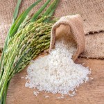 برنج فجر زاهدیان؛ اصلاح ژنتیکی شده مقاوم برایر بیماری طول 8 میلی متر