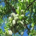بادام درختی مامایی؛ سامان نجف آباد تقویت استخوان almonds