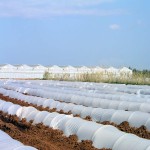 نایلون کشاورزی کاج؛ مادون قرمز ضد باکتری 3 نوع (مالچ علوفه مشکی) PVC