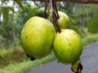 گواوا پیوندی؛ طبع گرم درمان دیابت کلسترول خون guava