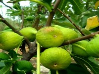 گواوا سیبی؛ استوایی بافت نرم لطیف حاوی مواد معدنی ویتامین