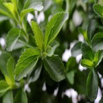 گیاه شیرین استویا؛ خوراکی دارویی تازه کم کالری Stevia