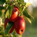 سیب درختی فسنجان؛ تقویت گوارش ضد سرطان دارای ویتامین B6