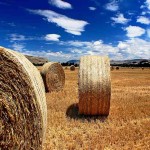یونجه ایران جیب؛ علوفه طیور گرم خشک کم آبی (90) سانتیمتر hay