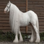 اسب پا پشمی سفید؛ جذاب نژاد متنوع مسابقات سوارکاری حرفه ای