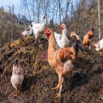 کود مرغی مایع تاومیل؛ محلول افزایش رشد گیاهان استریل بخار