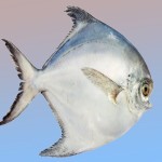 ماهی زبیدی بندری؛ نرم خوش پخت طبع گرم تقویت استخوان omega 3