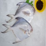 ماهی زبیدی خوزستان (حلوا سفید) پهن مثلثی درمان پوکی استخوان امگا 3