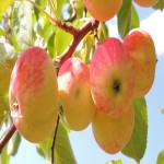 سیب گلاب در میدان تره بار؛ معطر درمان مشکلات گوارشی حاوی FIBER
