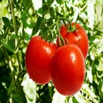 گوجه فرنگی ثمین؛ ارگانیک کاهش کلسترول تقویت حافظه حاوی Vitamin C
