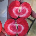 سیب درختی تو سرخ؛ درمان یبوست 2 سایز بزرگ کوچک apple