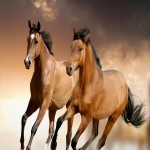 اسب ترکمن خراسان شمالی؛ سفید طلایی جثه قوی (150 160) سانتیمتر