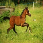 اسب عرب کره مادیان؛ اصیل چالاک باهوش سرعت بالا Horse
