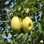 سیب پادرختی؛ طبع گرم ضد سرطان رفع کلسترول بد خون فیبر potassium