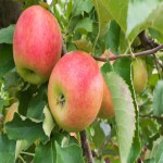 سیب دورنگ؛ قرمز زرد هضم کننده غذا کاهش کلسترول خون