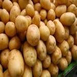 سیب زمینی امروز اصفهان؛ حاوی پروتئین کربوهیدرات مغز زرد 20 کیلوئی