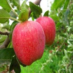سیب درختی در باغ؛ استخوانی پشمکی قرمز خونی تقویت سیستم ایمنی Vitamin C
