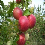 سیب گلاب شمال؛ کاهش وزن لاغری حاوی پتاسیم منگنز phosphorus