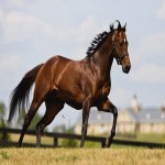 اسب یورقه افغان؛ کلاید اسکال 3 رنگ کهر خاکستری سیاه‌
