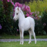 اسب مینیاتوری سفید (پونی) 8.5 وجب اجتماعی Europe