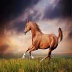 اسب موستانگ وحشی؛ دویدن مسابقه (350 550) ابلق Spanish
