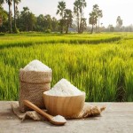 برنج طارم محلی کشت دوم؛ دیمی آبی کم محصول (8 13) میلی متر Mazandaran