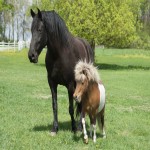 اسب پونی بزرگ (عروسکی) قد کوتاه بدن قوی 2 نژاد شتلند اکسمور