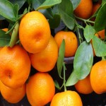 نارنگی پاکستانی؛ گلخانه ای طبیعی حاوی ویتامین نوبیلتن کلسیم Pakistani