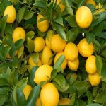 لیمو ترش کاهش فشار خون؛ آبدار بیضی پتاسیم منگنز Vitamin