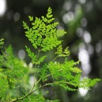 گیاه مورینگا بشاگرد (چوب طبل) سبز ضد ویروس آرایشی بهداشتی