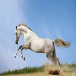 اسب ترکمن بزرگ؛ لاغر کشیده 3 رنگ سفید خاکستری قهوه ای Turkmenistan