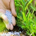 کود ارگانیک برای گندم؛ افزایش محصول (پروتئین نیتروژن) Iran