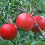سیب درختی کوچک؛ صاف گوشتی زرد قرمز سبز رنگ Apple