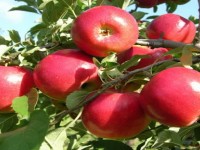 سیب درختی در فسنجان؛ فیبر بسته بندی زرد قرمز سبز Apple