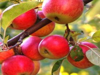 سیب درختی در عراق؛ تازه خشک ضد کلسترول آنتی اکسیدان ویتامین A