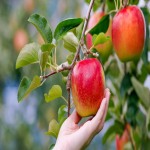 سیب درختی در بدنسازی؛ استخوانی چربی سوز عضله ساز طبع ویتامین Fiber