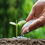 کربنات کلسیم خاک (آهک) رشد بیشتر گیاه CaCO3