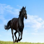 اسب خارجی سیاه؛ دوندگی بالا جثه بزرگ مشکی horse