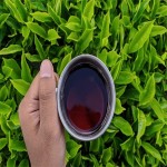 چای گلستان در شهروند؛ داروی گیاهی خوش عطر بهبود کلسترول خون Golestan